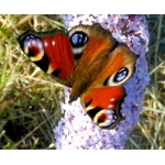 EARLY Peacock Butterfly Inachis io 10 larvae 